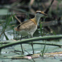 Lesser Jacana